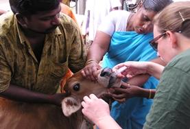 Volunteer Veterinaria & volontariato <br /> con gli animali Volunteer Veterinaria & volontariato <br /> con gli animali