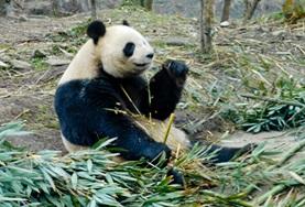 Volunteer Veterinaria & volontariato <br /> con gli animali Volunteer Veterinaria & volontariato <br /> con gli animali