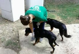 Volunteer Veterinaria & volontariato <br /> con gli animali Volunteer Veterinaria & volontariato <br /> con gli animali