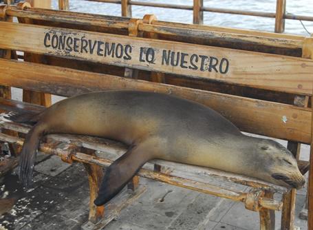 Una foca schiaccia un pisolino al progetto di tutela ambientale alle isole Galapagos Una foca si riposa su di una panchina nella sede del nostro progetto di tutela ambientale a San Cristobal
