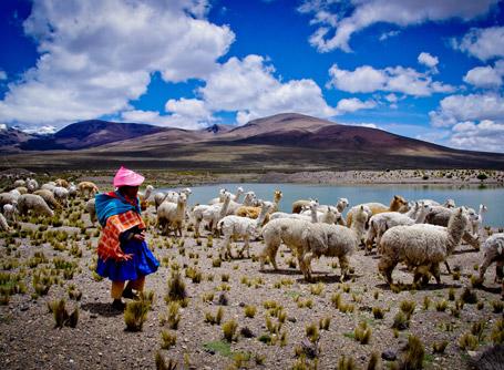 Volontario sulla sponda di un lago in Perù si prende cura di un gregge di animali Un volontario con abiti tradizionali peruviani insieme ad un gregge di animali ad Urubamba
