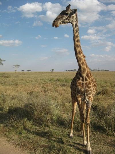 Sito di incontri gratuito in Tanzania